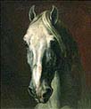 Head of a White Horse
